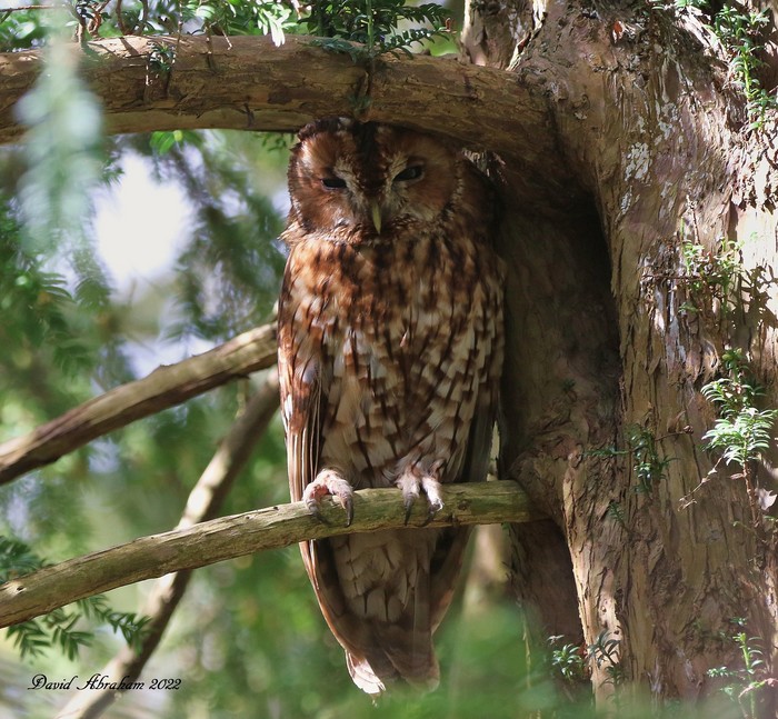 Tawny Owl 