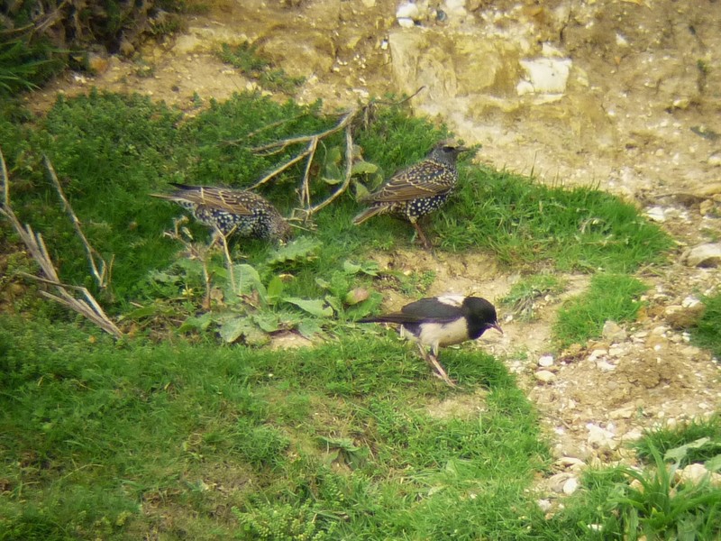 Rose-coloured Starling