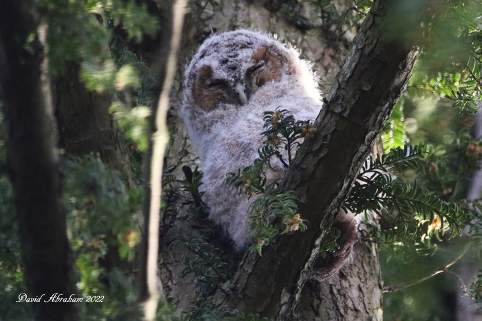Tawny Owl 