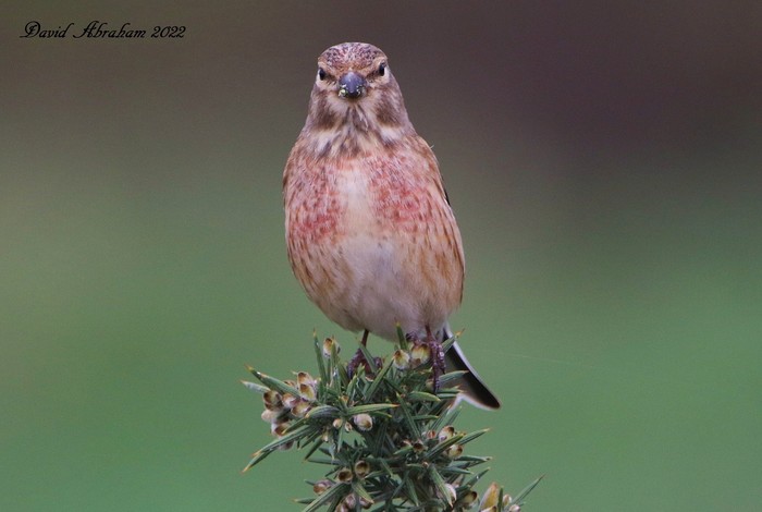 Linnet 