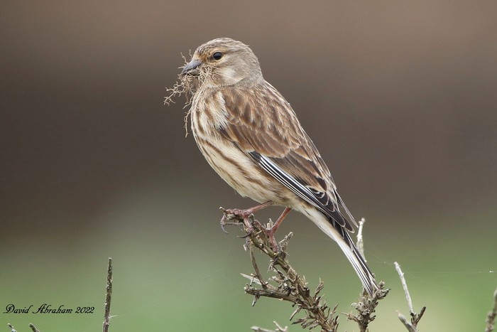 Linnet 