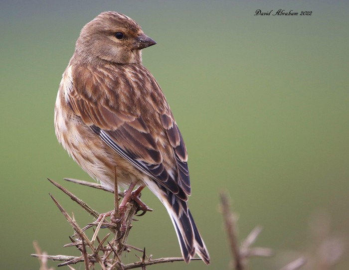 Linnet 
