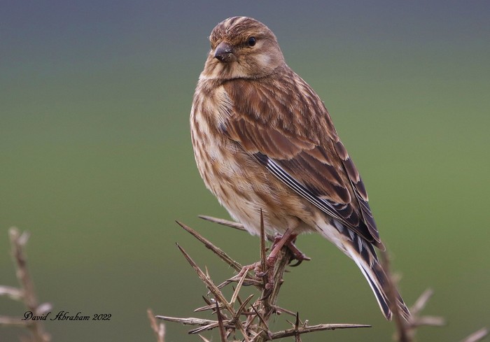 Linnet 