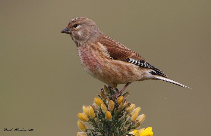 Linnet 