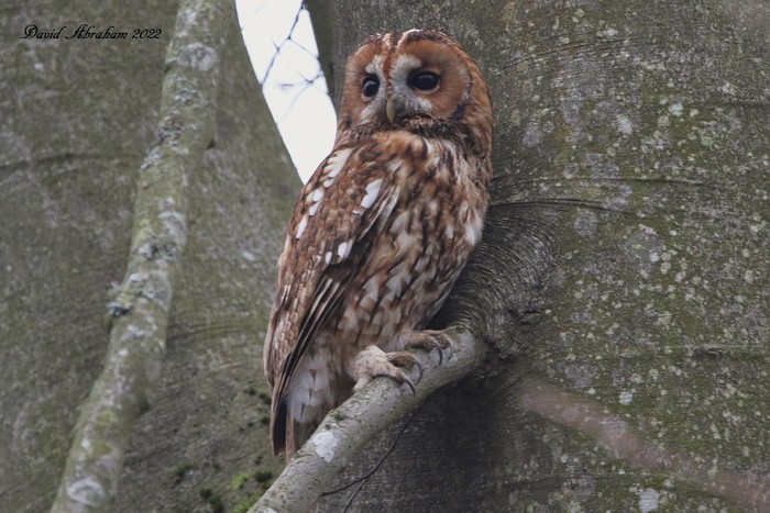 Tawny Owl 