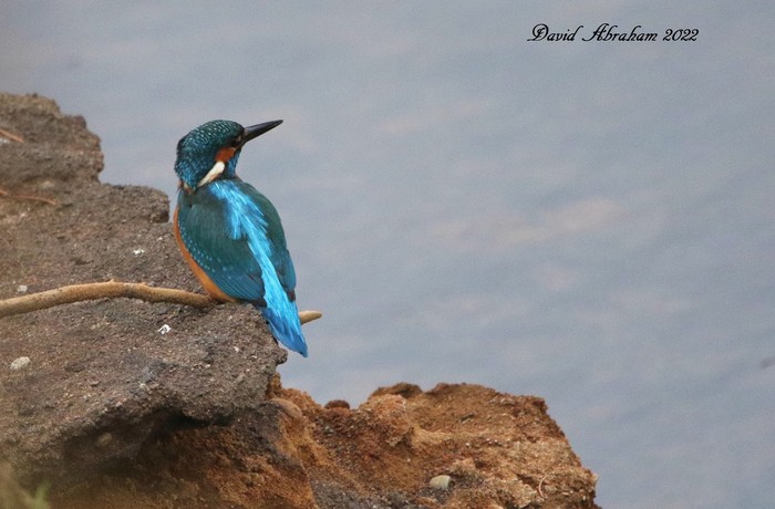 Kingfisher 