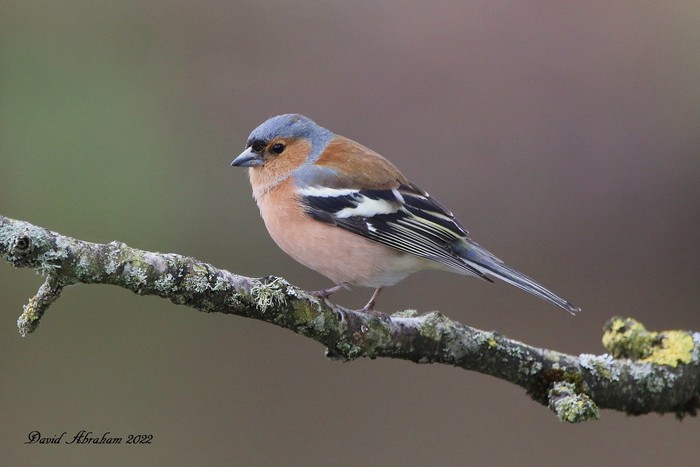 Chaffinch