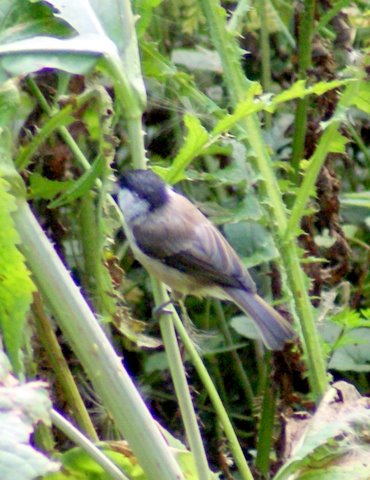 Marsh Tit