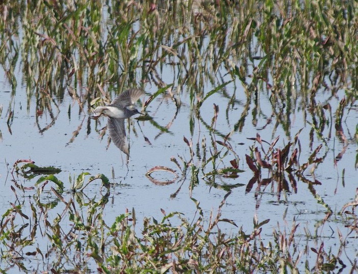 Wood Sandpiper