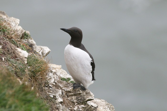 Guillemot