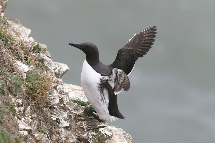 Guillemot