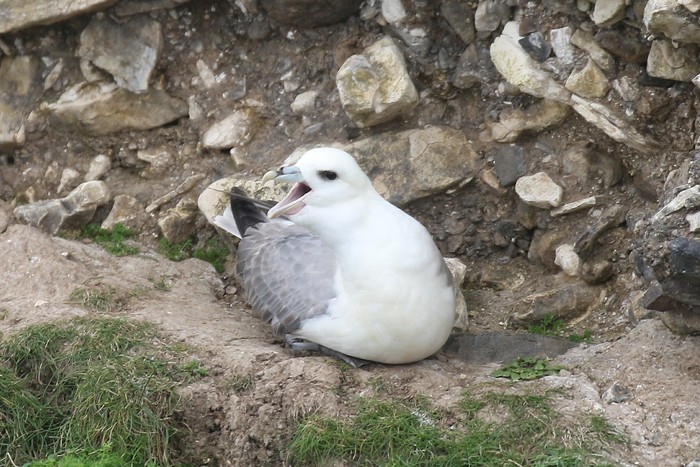 Fulmar