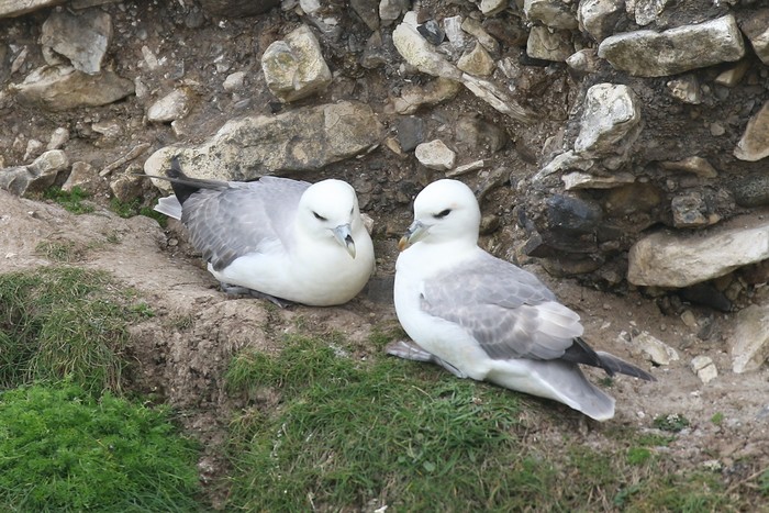 Fulmar