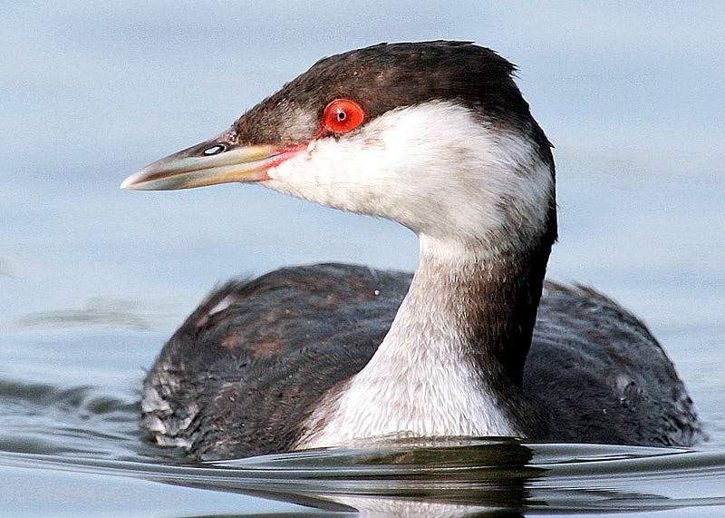 Slavonian Grebe
