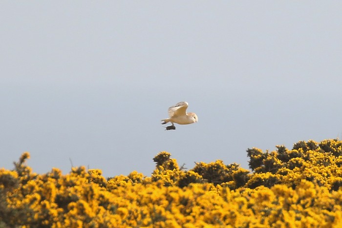 Barn Owl