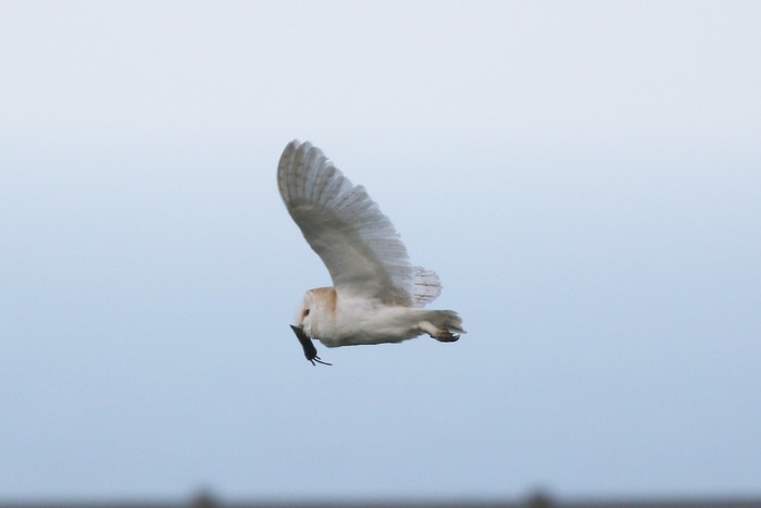 Barn Owl