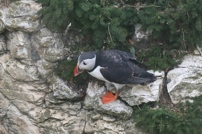 Puffin