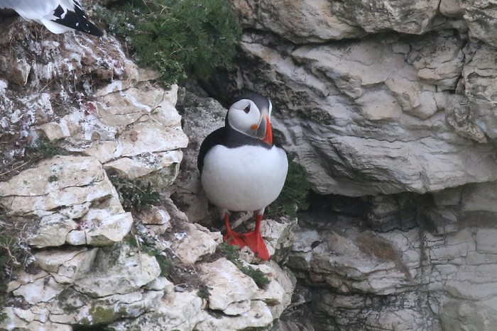 Puffin