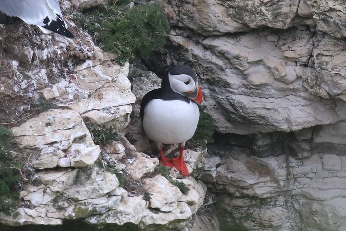 Puffin