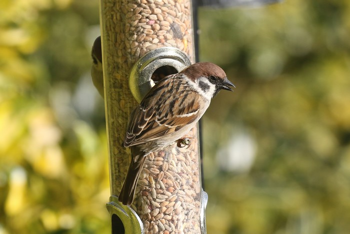 Tree Sparrow
