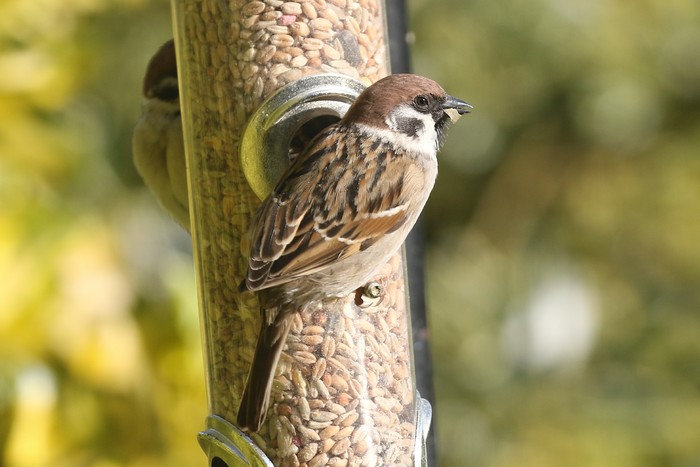 Tree Sparrow