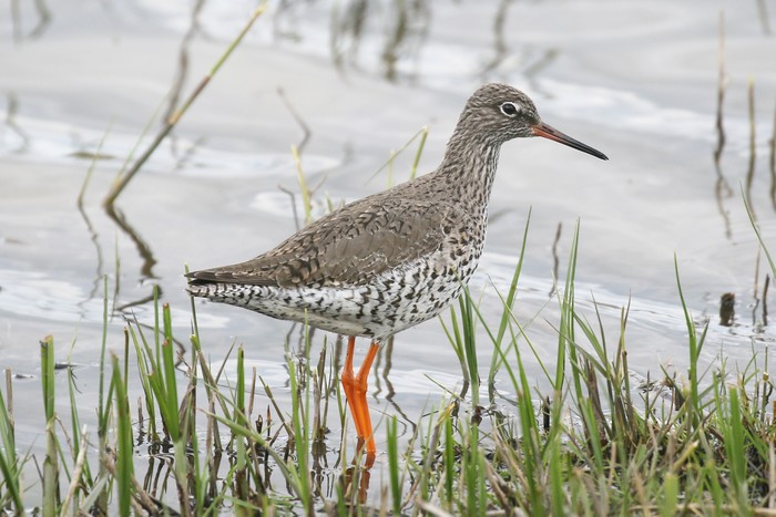 Redshank