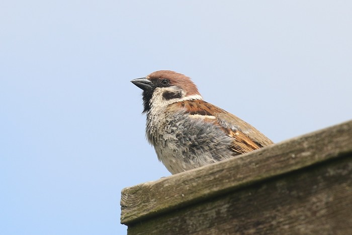 Tree Sparrow