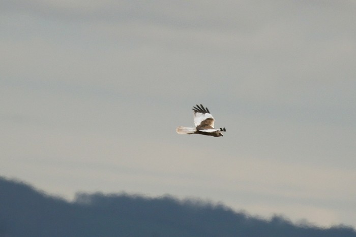 Marsh Harrier