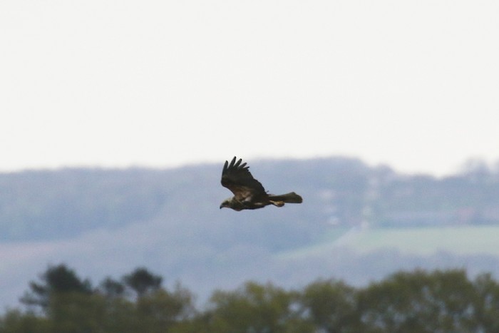Marsh Harrier