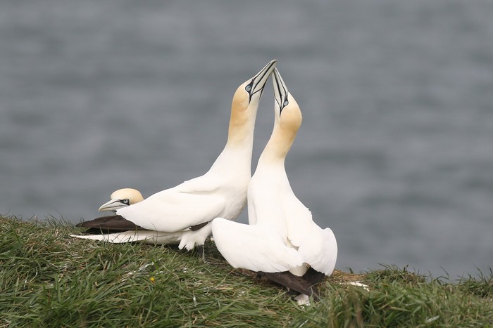 Gannet