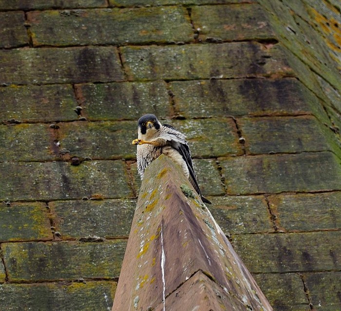 Peregrine