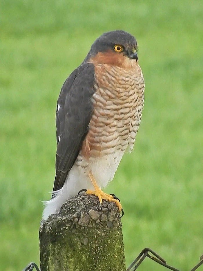 Sparrowhawk