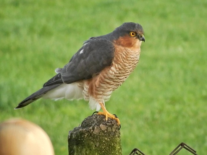 Sparrowhawk