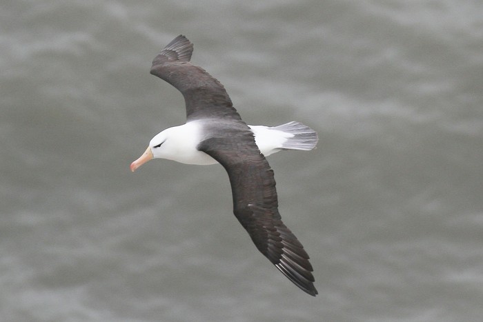 Black-browed Albatross