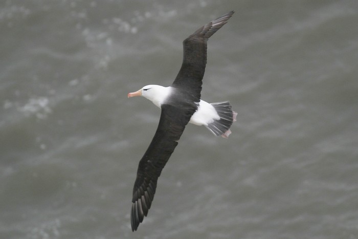Black-browed Albatross