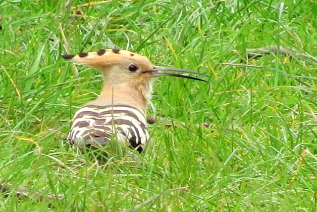 Hoopoe