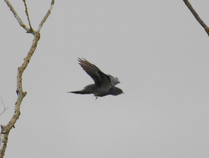 Cuckoo