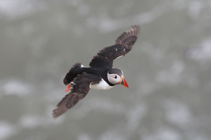 Puffin