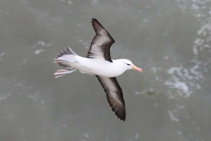Black-browed Albatross