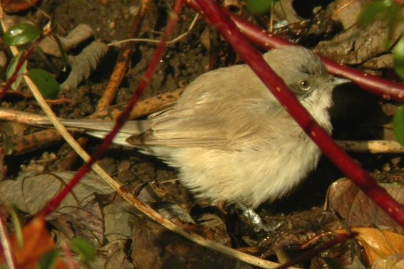 Desert Lesser Whitethroat