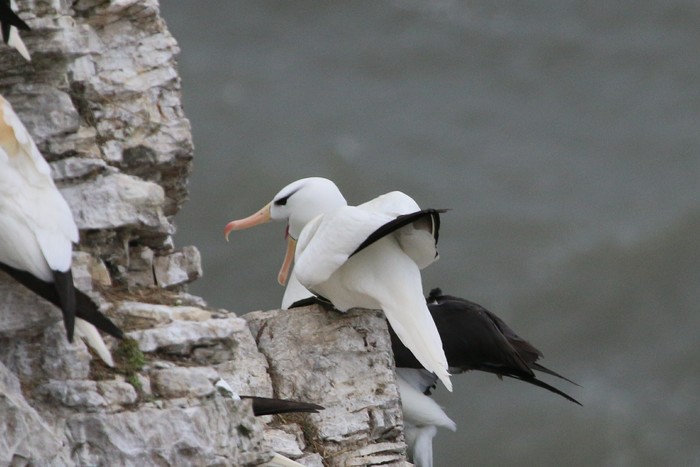 Black-browed Albatross