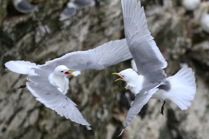Kittiwake