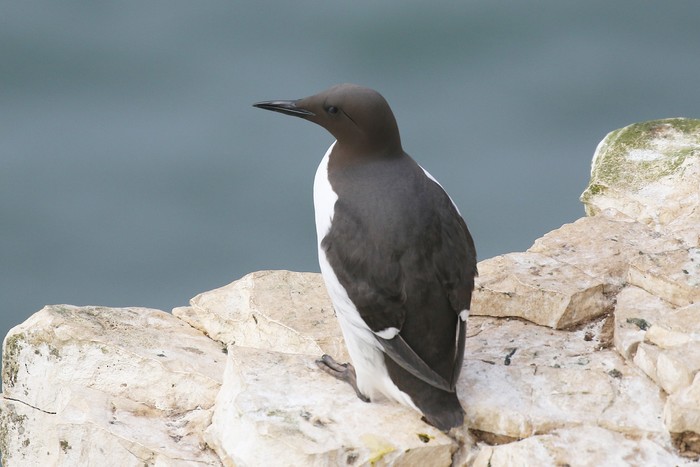 Guillemot