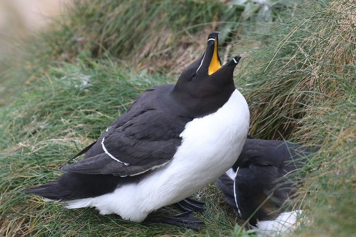 Razorbill