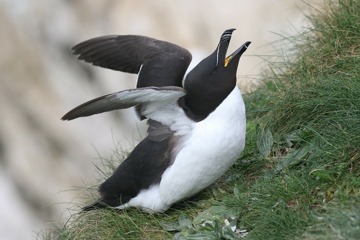 Razorbill