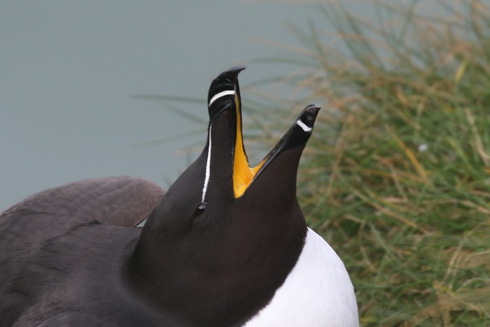 Razorbill