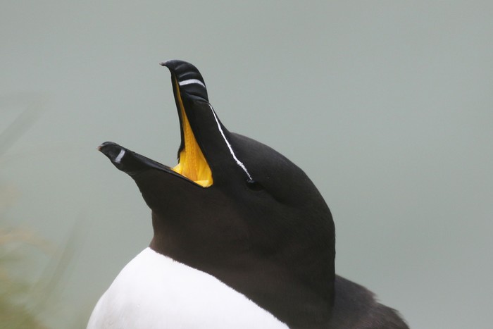 Razorbill