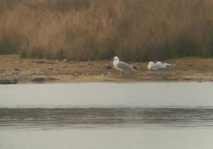 Yellow-legged Gull