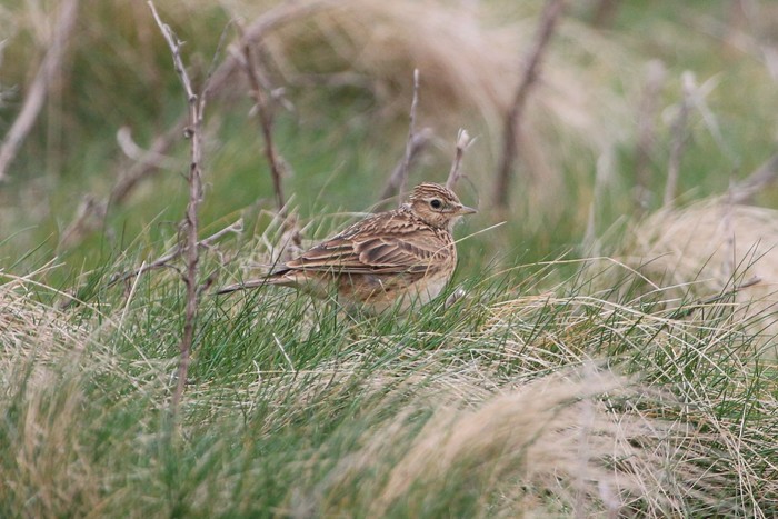 Skylark