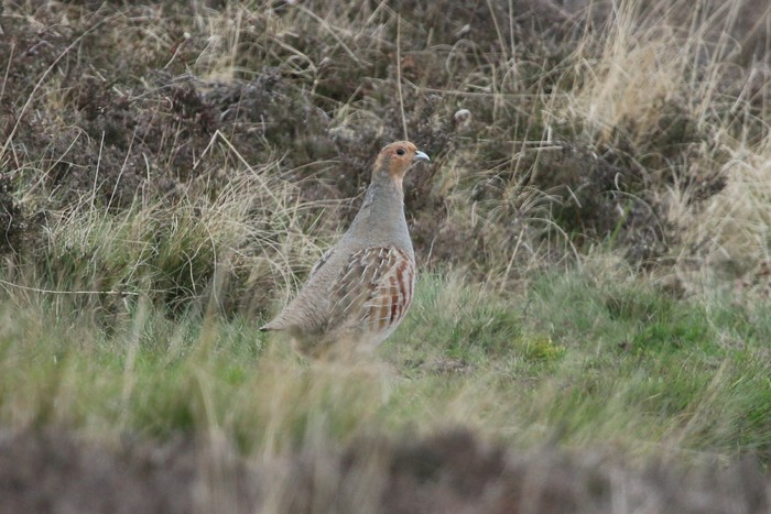 Grey Partridge